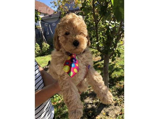 Βερίκοκο MEDIUM POODLE κουτάβι